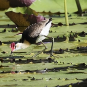 Irediparra gallinacea at Ingham, QLD - 10 Aug 2023 09:56 AM