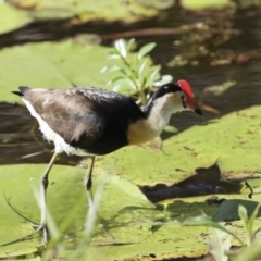 Irediparra gallinacea at Ingham, QLD - 10 Aug 2023