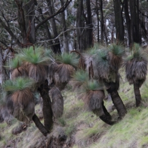 Xanthorrhoea glauca at Moonan Brook, NSW - 30 Dec 2017