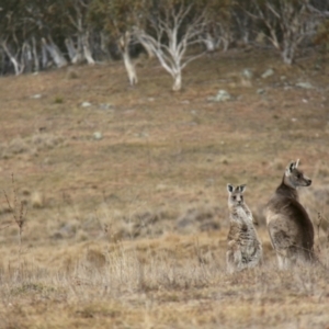 Macropus giganteus at Rendezvous Creek, ACT - 30 Jul 2017