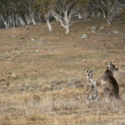 Macropus giganteus (Eastern Grey Kangaroo) at Rendezvous Creek, ACT - 30 Jul 2017 by JimL
