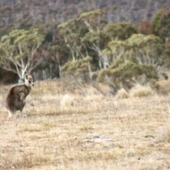 Macropus giganteus at Rendezvous Creek, ACT - 30 Jul 2017