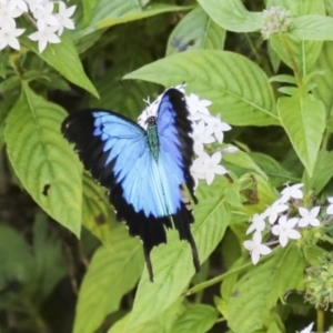 Papilio ulysses at Germantown, QLD - 10 Aug 2023 02:54 PM