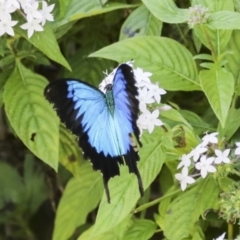 Papilio ulysses (Ulysses Butterfly) at Germantown, QLD - 10 Aug 2023 by AlisonMilton