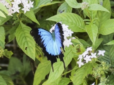 Papilio ulysses (Ulysses Butterfly) at Germantown, QLD - 10 Aug 2023 by AlisonMilton