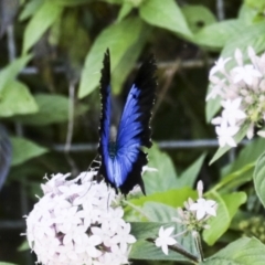 Papilio ulysses at Germantown, QLD - 10 Aug 2023 02:54 PM