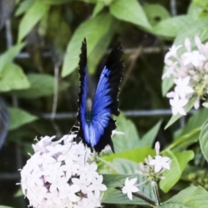 Papilio ulysses at Germantown, QLD - 10 Aug 2023 02:54 PM