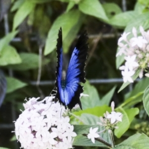 Papilio ulysses at Germantown, QLD - 10 Aug 2023
