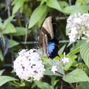 Papilio ulysses at Germantown, QLD - 10 Aug 2023