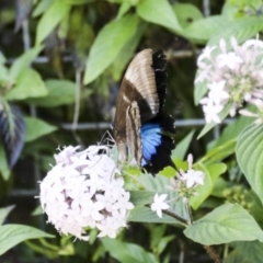 Papilio ulysses at Germantown, QLD - 10 Aug 2023