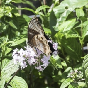 Papilio ulysses at Germantown, QLD - 10 Aug 2023