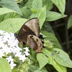 Papilio ulysses at Germantown, QLD - 10 Aug 2023
