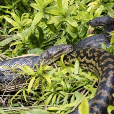 Simalia amethistina (Scrub Python, Amethystine Python) at Crater Lakes National Park - 11 Aug 2023 by AlisonMilton