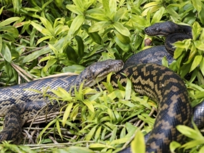 Simalia amethistina (Scrub Python, Amethystine Python) at Lake Barrine, QLD - 11 Aug 2023 by AlisonMilton