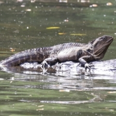 Intellagama lesueurii (Australian Water Dragon) at Lake Barrine, QLD - 11 Aug 2023 by AlisonMilton