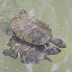 Unidentified Turtle at Lake Barrine, QLD - 11 Aug 2023 by AlisonMilton