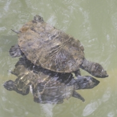 Elseya latisternum (Saw-shelled Turtle) at Lake Barrine, QLD - 11 Aug 2023 by AlisonMilton