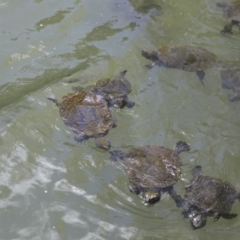 Elseya latisternum at Lake Barrine, QLD - 11 Aug 2023 01:01 PM