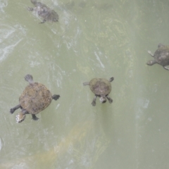 Elseya latisternum at Lake Barrine, QLD - 11 Aug 2023 01:01 PM
