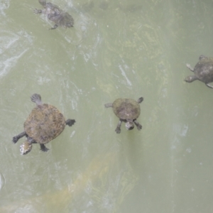 Elseya latisternum at Lake Barrine, QLD - 11 Aug 2023 01:01 PM
