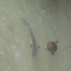 Anguilla sp. (genus) at Lake Barrine, QLD - 11 Aug 2023 by AlisonMilton