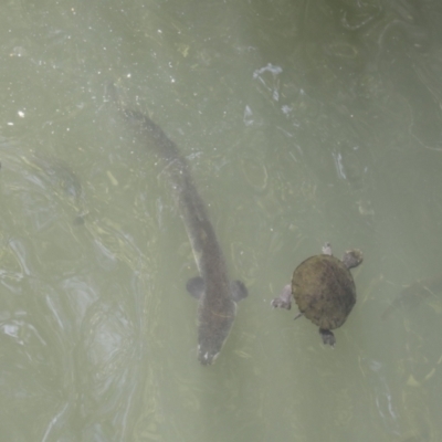 Anguilla sp. (genus) at Lake Barrine, QLD - 11 Aug 2023 by AlisonMilton