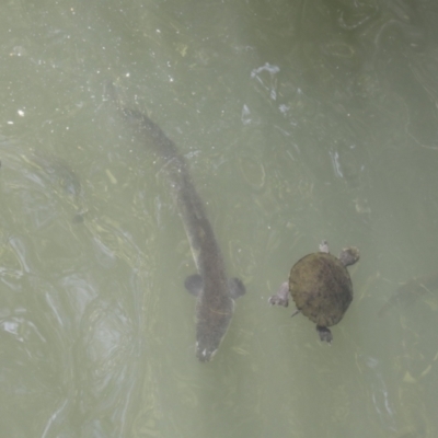 Unidentified Eels at Crater Lakes National Park - 11 Aug 2023 by AlisonMilton