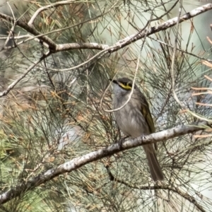 Caligavis chrysops at Tallong, NSW - 9 Sep 2023 10:44 AM