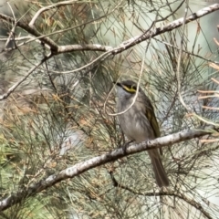 Caligavis chrysops (Yellow-faced Honeyeater) at Tallong, NSW - 9 Sep 2023 by Aussiegall