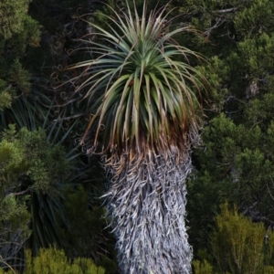 Richea pandanifolia at Mount Field, TAS - 25 Apr 2018 01:41 PM