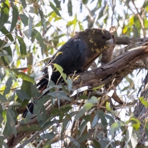 Calyptorhynchus lathami lathami at Tallong, NSW - 9 Sep 2023