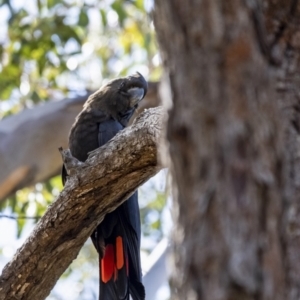 Calyptorhynchus lathami lathami at Tallong, NSW - 9 Sep 2023