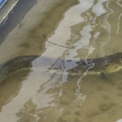 Unidentified Eels at Lake Barrine, QLD - 11 Aug 2023 by AlisonMilton