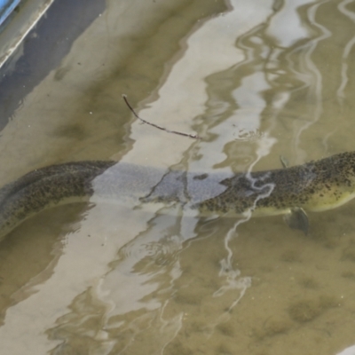 Unverified Eels at Lake Barrine, QLD - 11 Aug 2023 by AlisonMilton