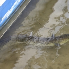 Anguilla reinhardtii at Lake Barrine, QLD - 11 Aug 2023 01:19 PM