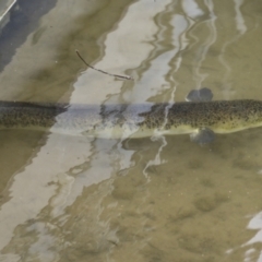 Anguilla reinhardtii at Lake Barrine, QLD - 11 Aug 2023 01:19 PM