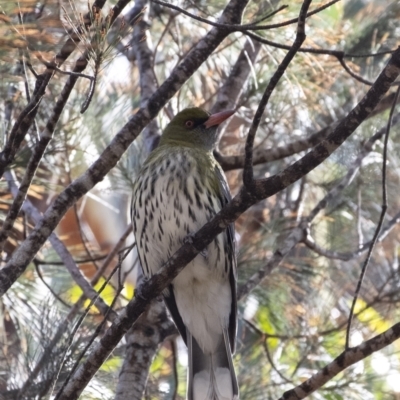 Oriolus sagittatus (Olive-backed Oriole) at Long Point Lookout (Morton National Park) - 9 Sep 2023 by Aussiegall