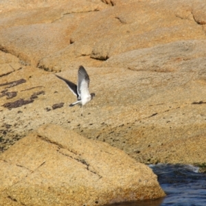 Larus pacificus at Bicheno, TAS - 17 Apr 2018 02:07 PM