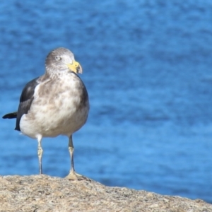 Larus pacificus at Bicheno, TAS - 17 Apr 2018 02:07 PM