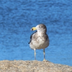 Larus pacificus at Bicheno, TAS - 17 Apr 2018 02:07 PM