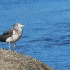 Larus pacificus at Bicheno, TAS - 17 Apr 2018