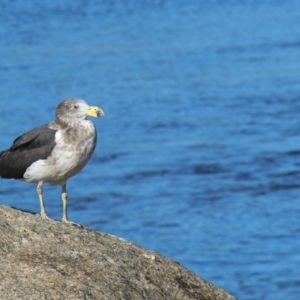 Larus pacificus at Bicheno, TAS - 17 Apr 2018 02:07 PM