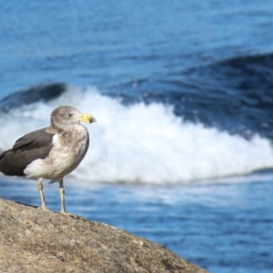 Larus pacificus at Bicheno, TAS - 17 Apr 2018 02:07 PM