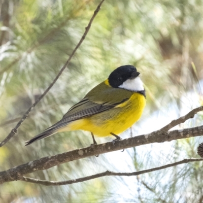 Pachycephala pectoralis (Golden Whistler) at Long Point Lookout (Morton National Park) - 9 Sep 2023 by Aussiegall