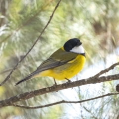 Pachycephala pectoralis (Golden Whistler) at Tallong, NSW - 9 Sep 2023 by Aussiegall