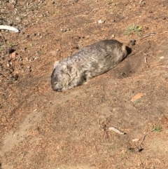 Vombatus ursinus (Common wombat, Bare-nosed Wombat) at Maria Island National Park - 18 Apr 2018 by JimL