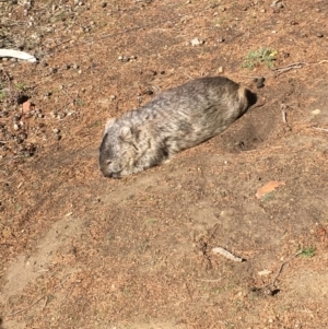 Vombatus ursinus at Maria Island, TAS - 18 Apr 2018 11:42 AM