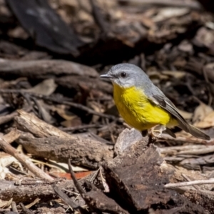 Eopsaltria australis at Tallong, NSW - 9 Sep 2023