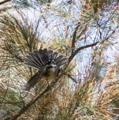 Rhipidura albiscapa (Grey Fantail) at Long Point Lookout (Morton National Park) - 9 Sep 2023 by Aussiegall