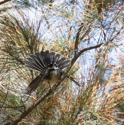 Rhipidura albiscapa (Grey Fantail) at Tallong, NSW - 9 Sep 2023 by Aussiegall